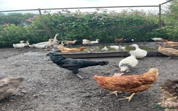 Chickens poultry for sale: Ayam Cemani cross silkie Cockerel  in Darwen - Image 2