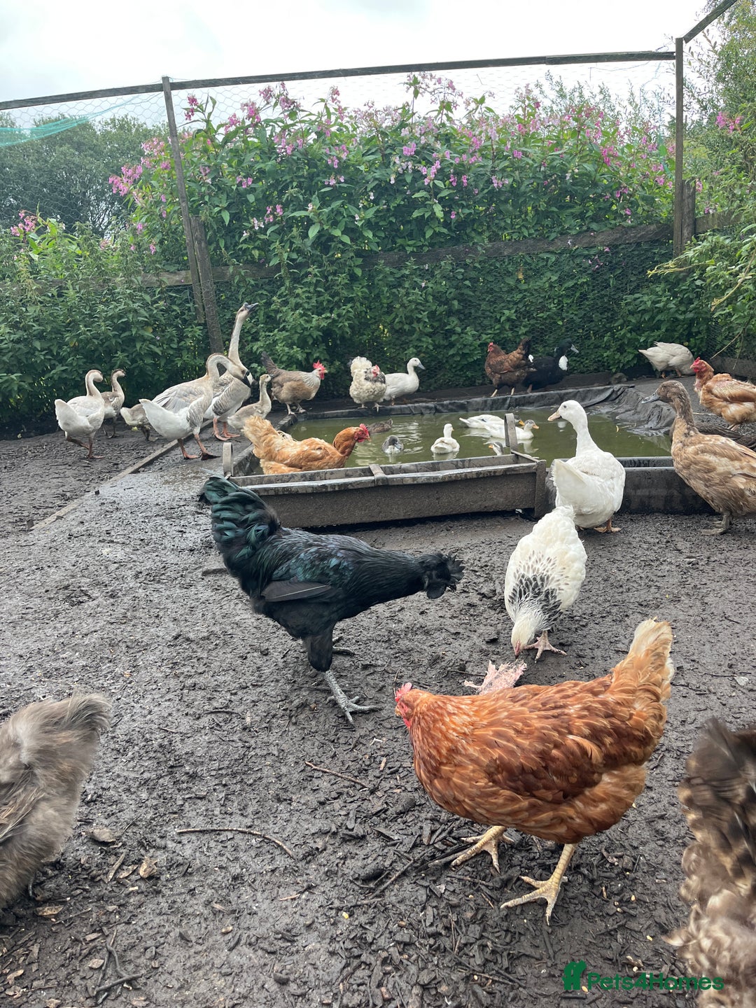Chickens poultry for sale: Ayam Cemani cross silkie Cockerel  in Darwen - Image 2