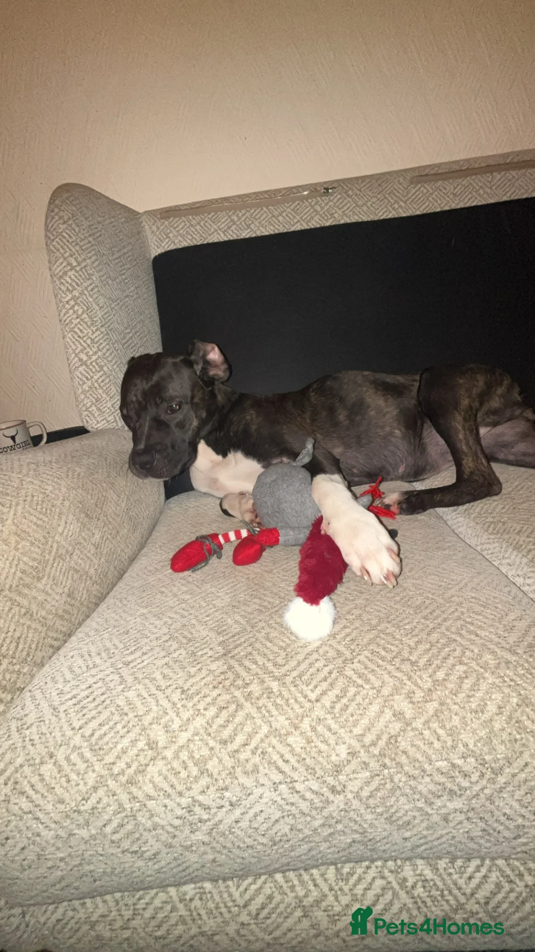 Mixed Breed dogs for sale: Belle - Advert 3