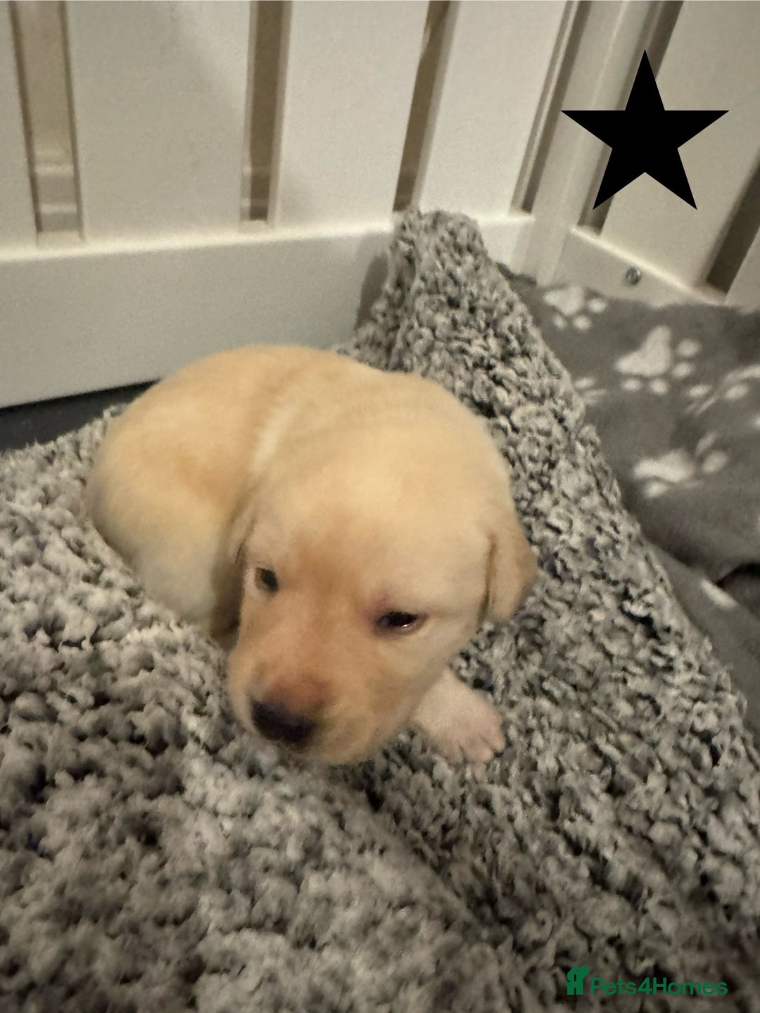 Labrador Retriever dogs for sale: Labrador Puppies – Licensed Breeder - Advert 21