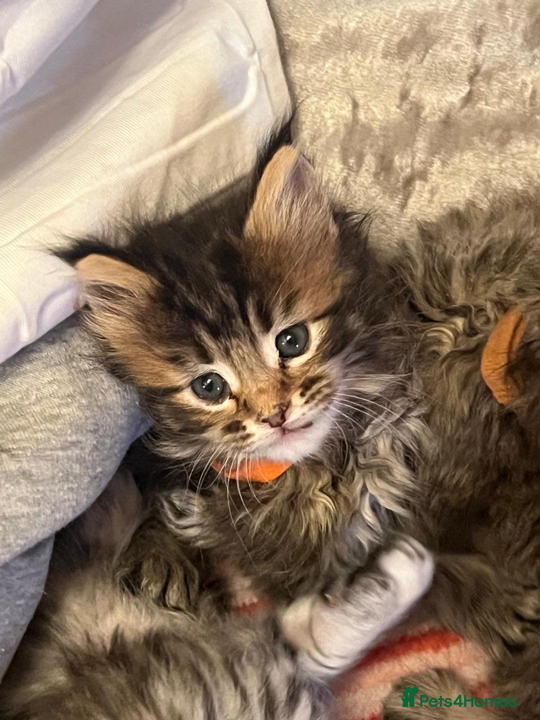 Maine Coon cats for sale: Full breed Mainecoon kittens ready 17th February  - Advert 8