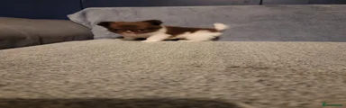 Chihuahua 2