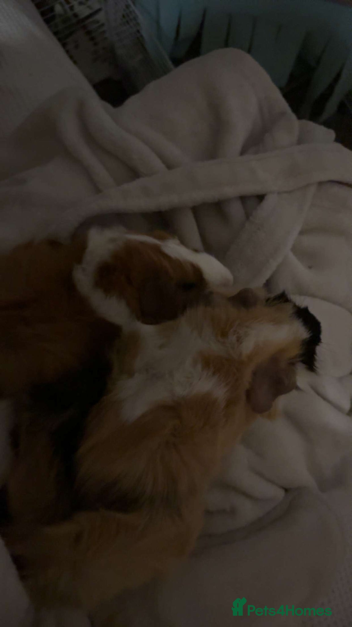 Guinea Pig rodents for sale: Bonded guinea pigs  in St Albans - Advert 5