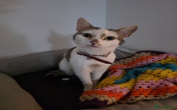 Mixed Breed cats for sale: Two male cats - Image 11