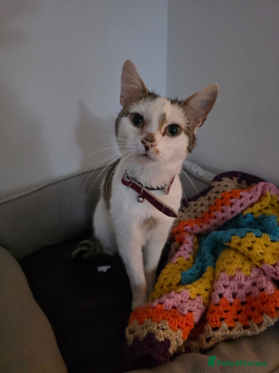 Mixed Breed cats for sale: Two male cats - Image 11