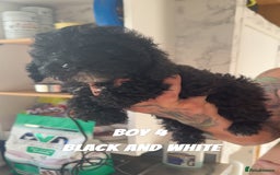 Toy Poodle dogs for sale: 5 True Traditional Toy Poodle Boys 💙 READY TODAY! - Image 7