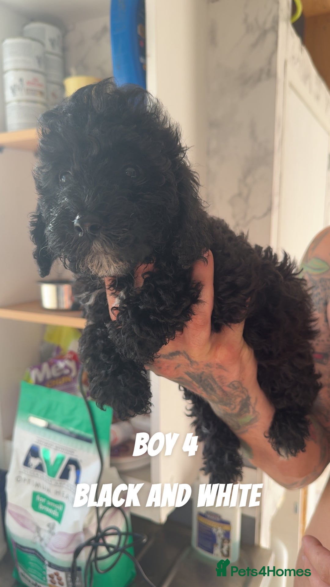 Toy Poodle dogs for sale: 5 True Traditional Toy Poodle Boys 💙 READY TODAY! - Image 7
