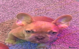 French Bulldog dogs for sale: Frenchie puppy’s available  - Image 6