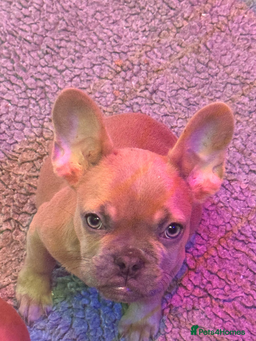 French Bulldog dogs for sale: Frenchie puppy’s available  - Image 6