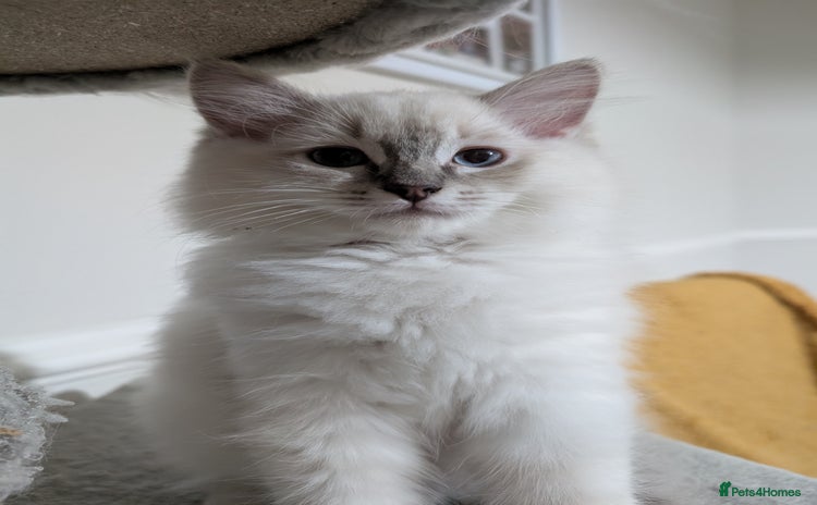 Ragdoll cats in Liverpool - Advert 10