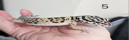 Leopard Gecko reptiles for sale: Baby leopard geckos - Advert 10