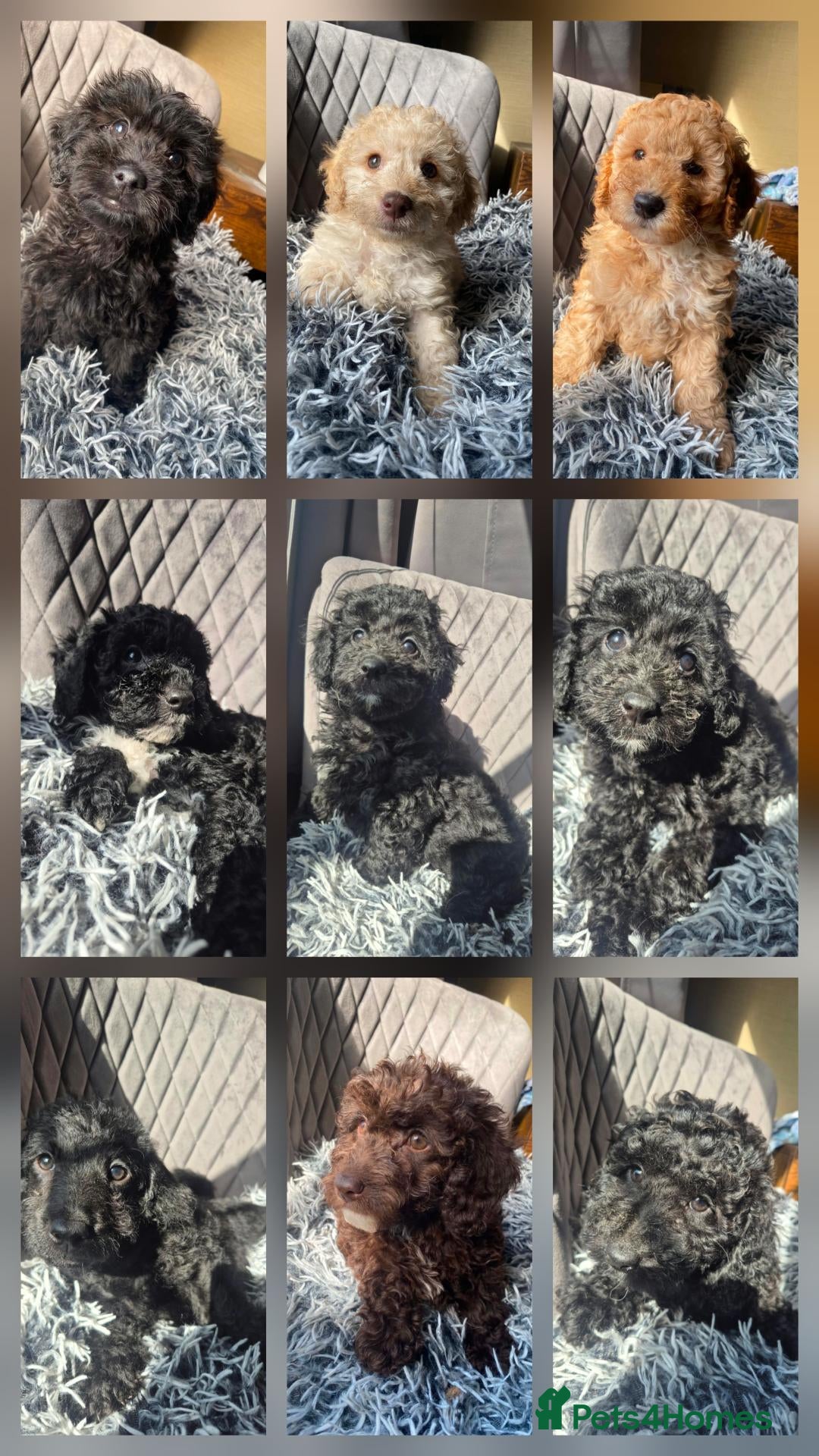 Labradoodle dogs Stunningly beautiful Miniature Labradoodles !  - Advert 2