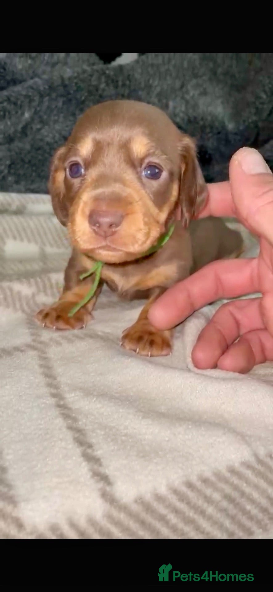 Miniature Dachshund dogs for sale: 🐾 STUNNING  MINIATURE DACHSHUND PUPPIES  - Advert 1