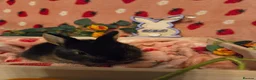 Netherland Dwarf rabbits for sale: Last 2 Netherland Dwarf black otter Does 8weeks - Advert 3