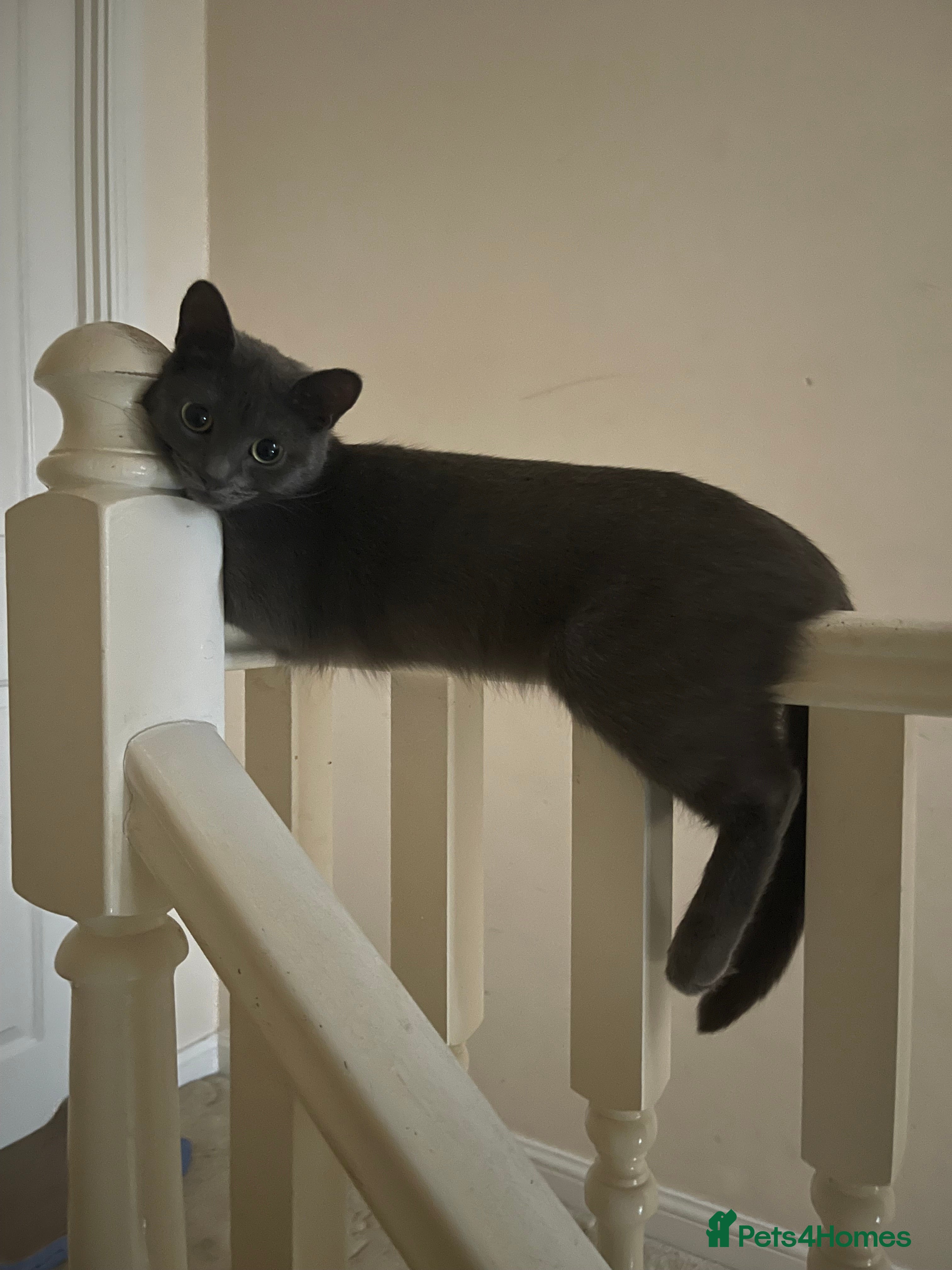 British Shorthair cats Grey shorthair male vaccinated & chipped  - Advert 18