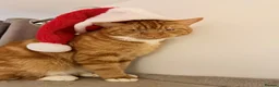 Bengal cats for sale: X2 cats for a loving home in Andover - Advert 2