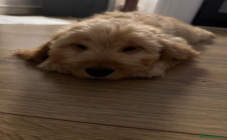 Cockapoo dogs - Advert 15
