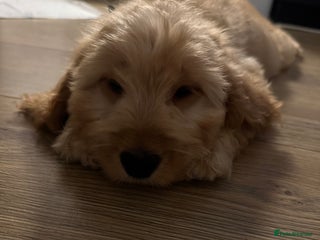 Cockapoo dogs - Advert 24