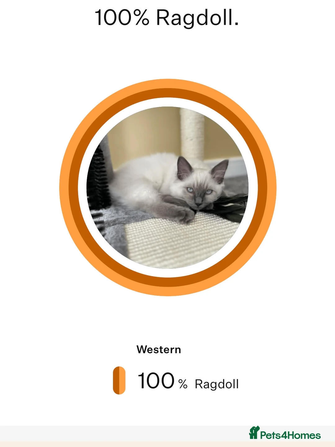 Ragdoll cats for stud: DNA TESTED🧬 Blue Point, Choc Carrier Ragdoll STUD - Advert 4