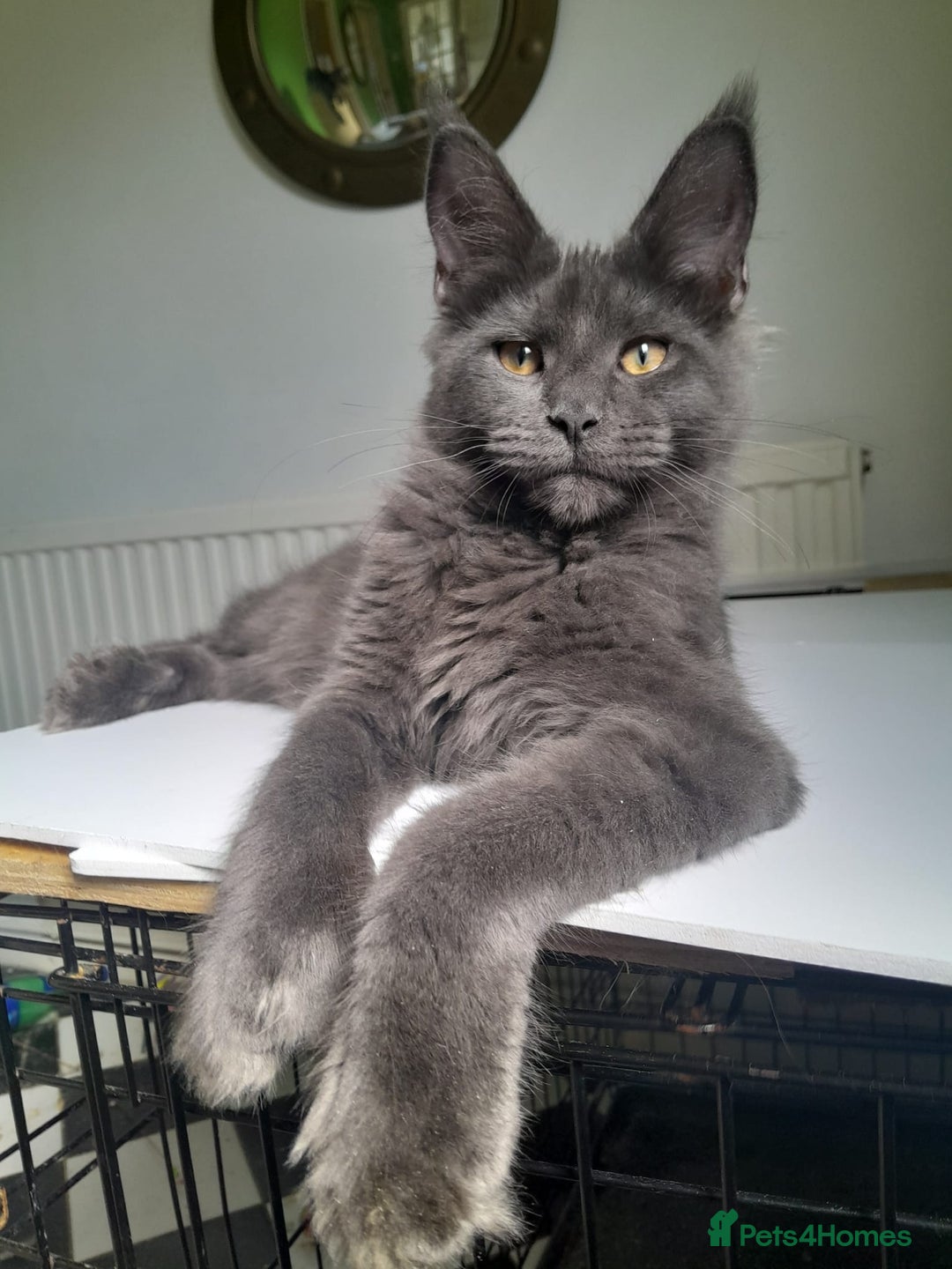 Maine Coon cats for sale: Solid Blue Poly boy 5 Pedigree TICA Maine coon - Image 5