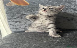 American Shorthair cats for sale: Kittens  - Image 1