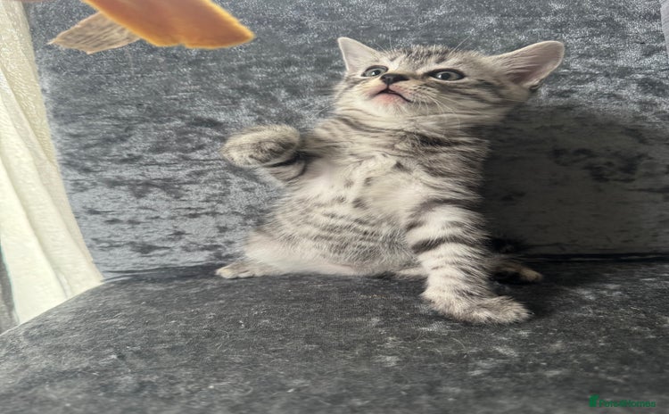 American Shorthair cats - Advert 1