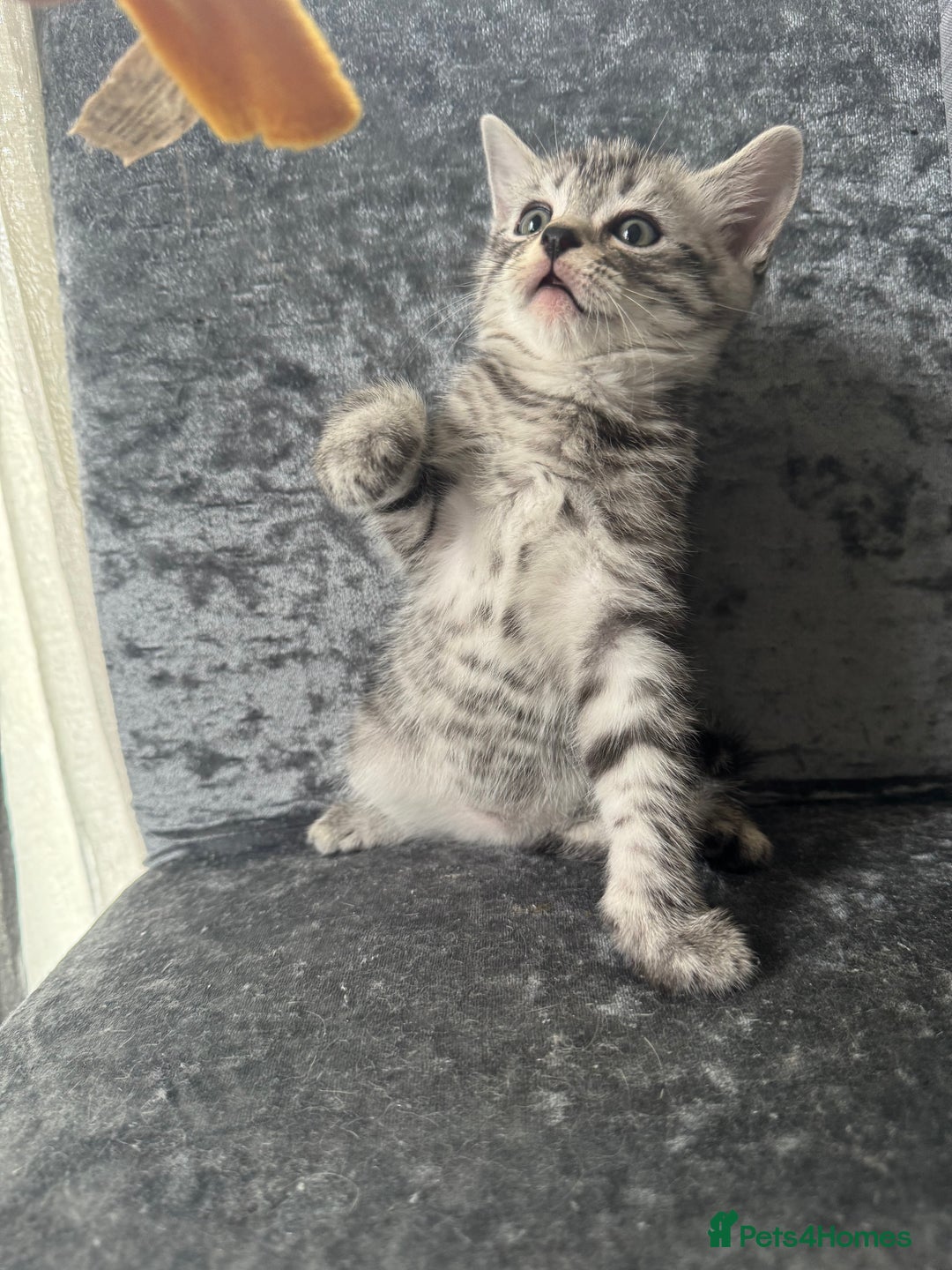 American Shorthair cats for sale: Kittens  - Image 1