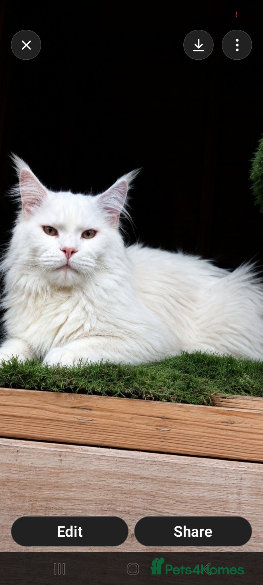 Maine Coon cats Maine coon stud service  - Advert 2
