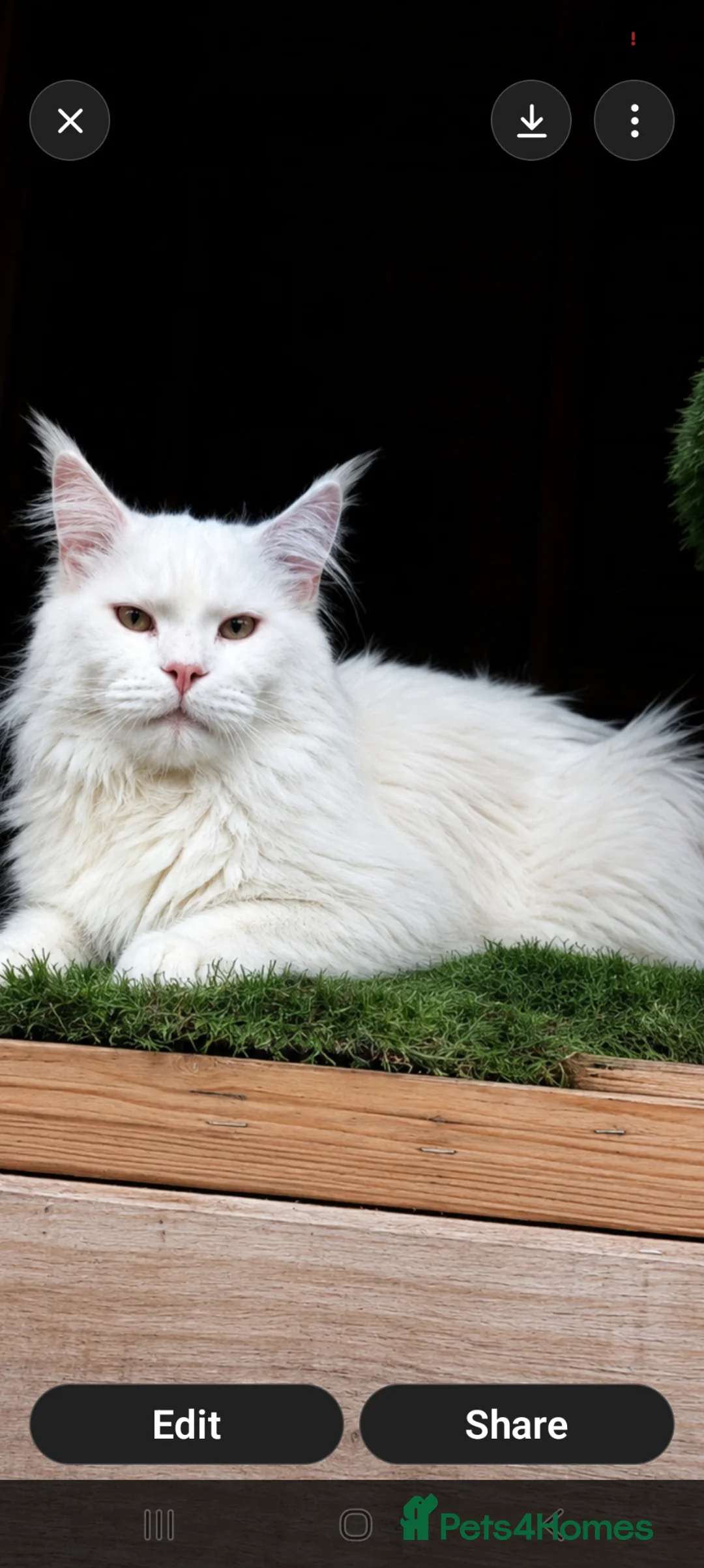 Maine Coon cats for stud: Maine coon stud service  - Advert 2
