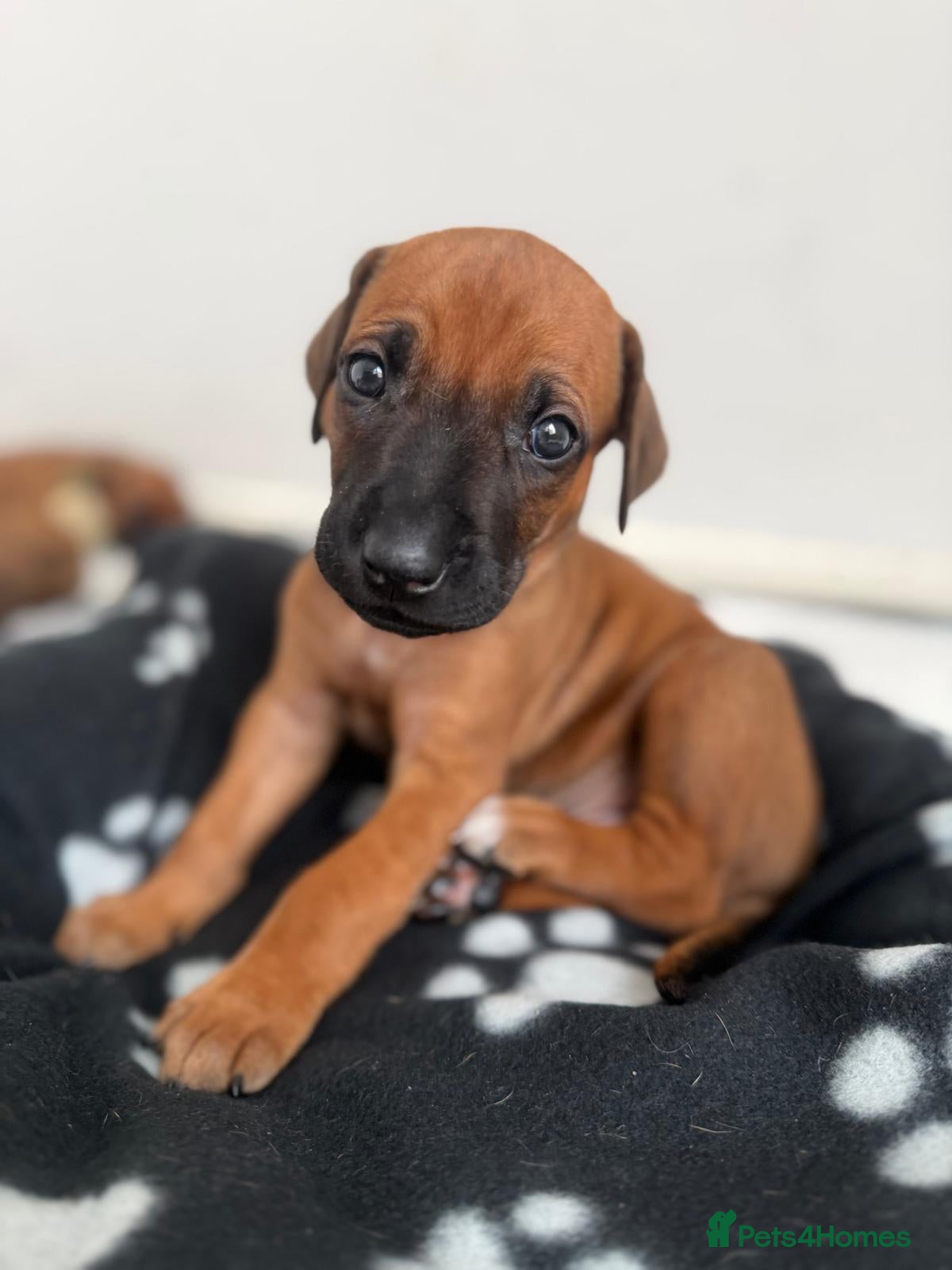 Rhodesian Ridgeback dogs for sale: Stunning KC Registered Rhodesian Ridgeback Puppies - Advert 37