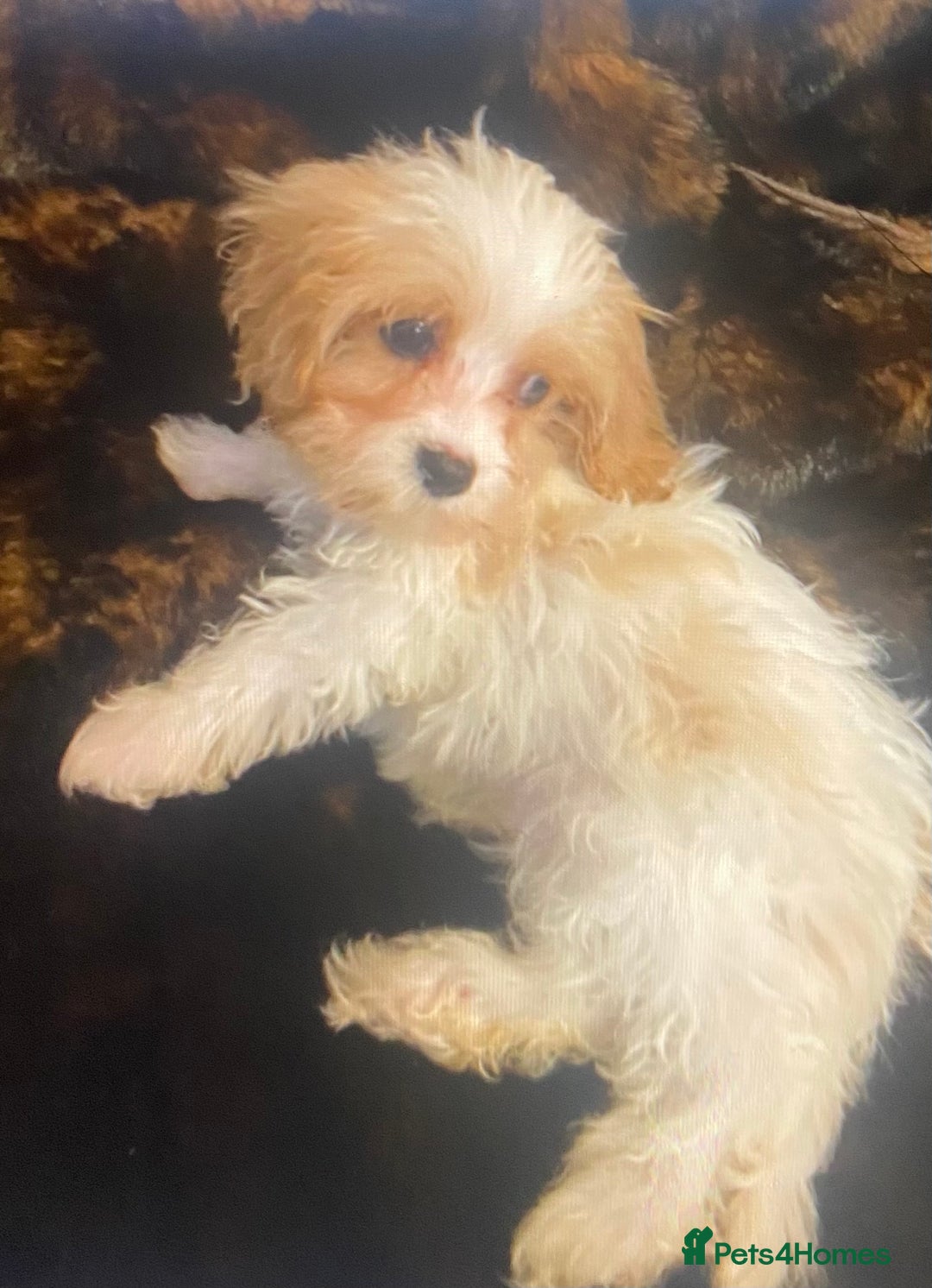 Cavapoo dogs for sale:  DNA clear parents/grandparents BVA heart/eyes - Advert 6