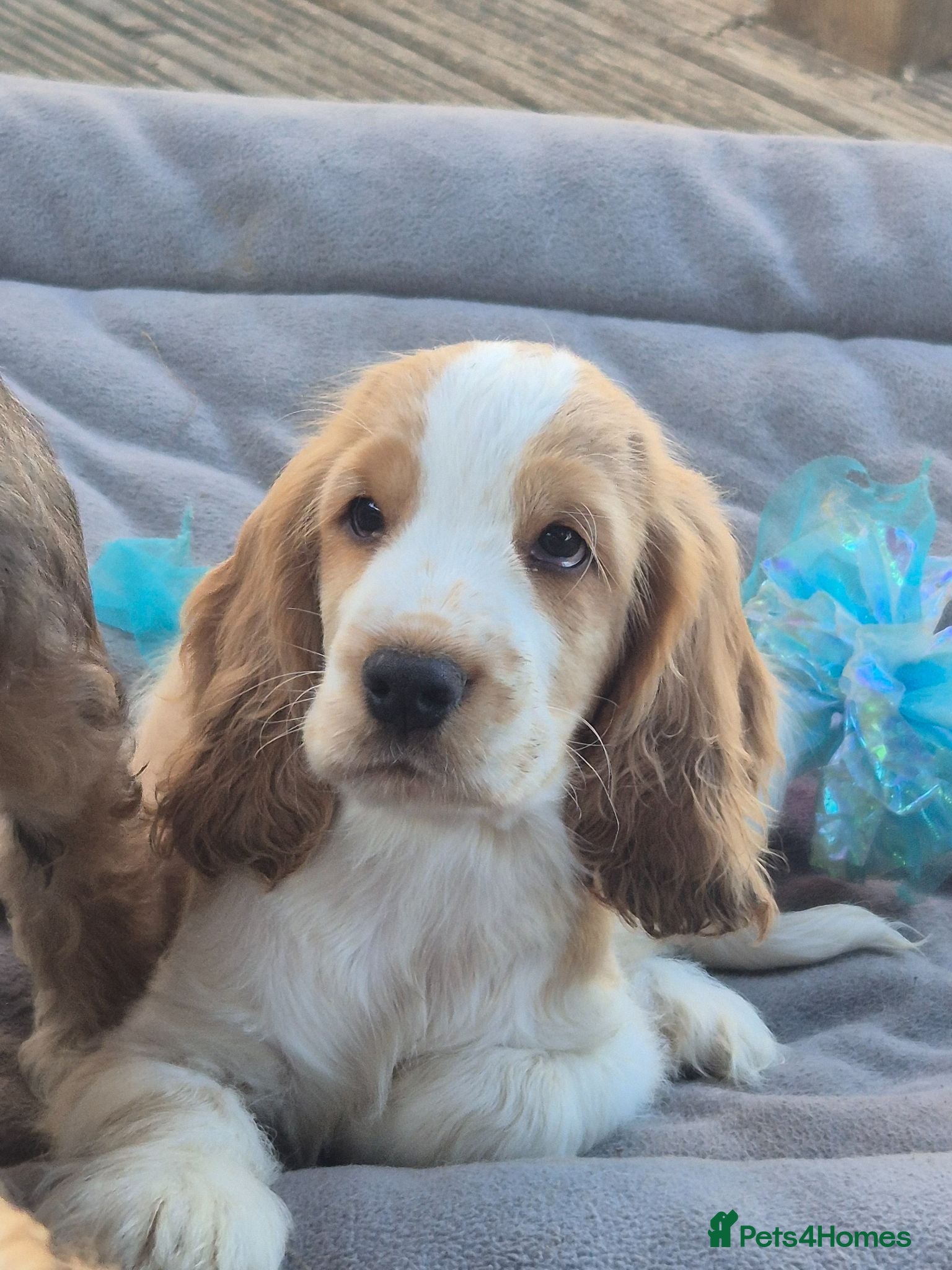 Cocker Spaniel dogs Outstanding Cocker Spaniel puppies READY NOW - Advert 11