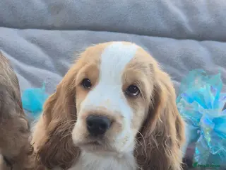 Cocker Spaniel dogs Outstanding Cocker Spaniel puppies READY NOW - Advert 11