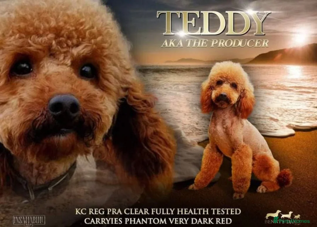 Cockapoo dogs for sale: Exceptional fb1 cockerpoos - Advert 2