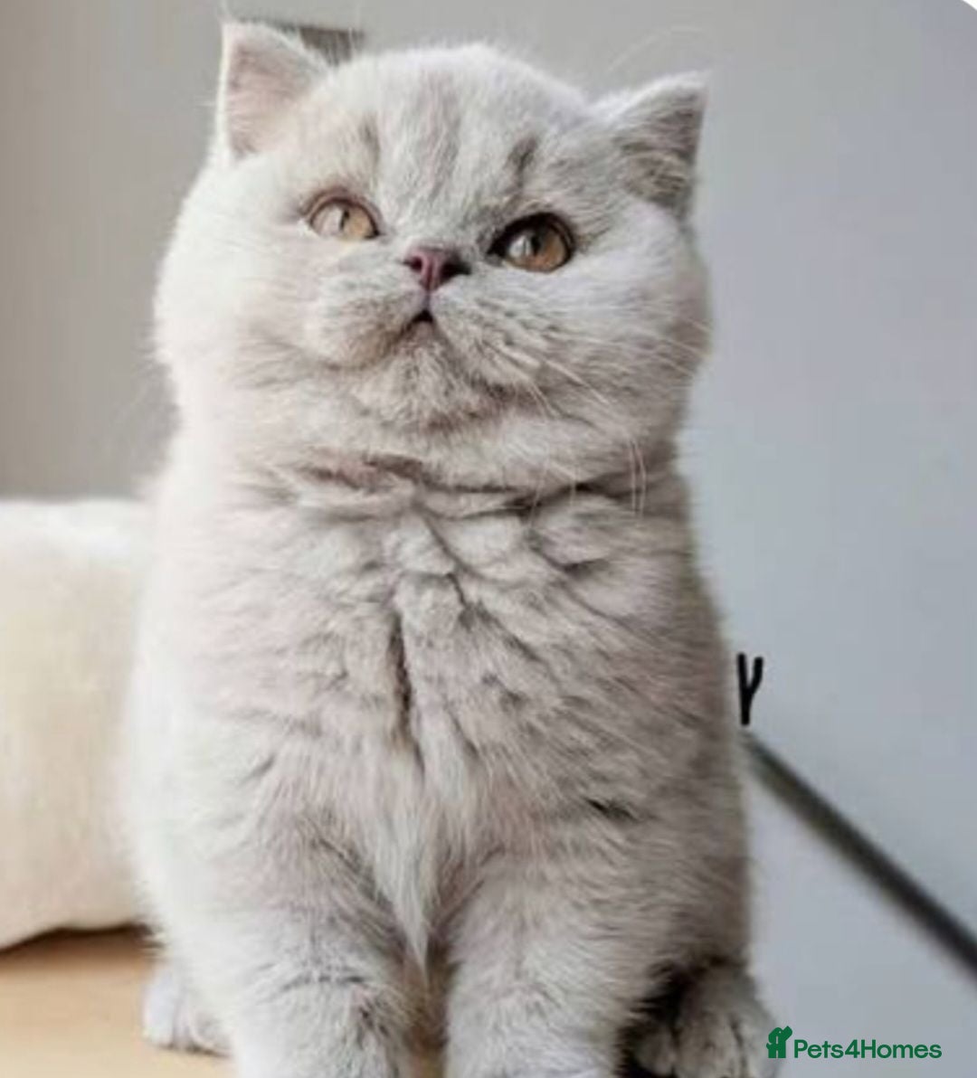 British Shorthair cats GCCF Lilac British shorthair - Advert 1