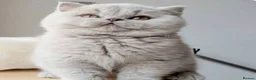 British Shorthair cats for sale: GCCF Lilac British shorthair - Advert 6