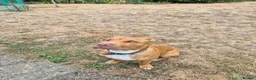 Mixed Breed dogs for sale: Staffy/cross in Felixstowe - Advert 13
