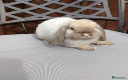 Mini Lop rabbits for sale: Mini lops baby rabbits for sale  - Image 8