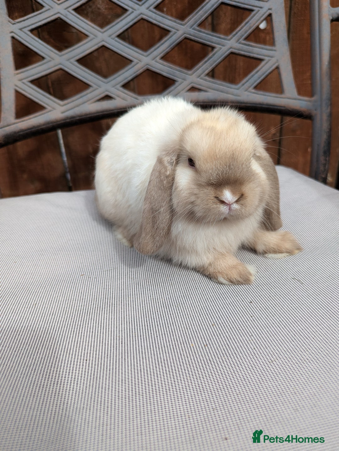 Mini Lop rabbits for sale: Mini lops baby rabbits for sale  - Image 8