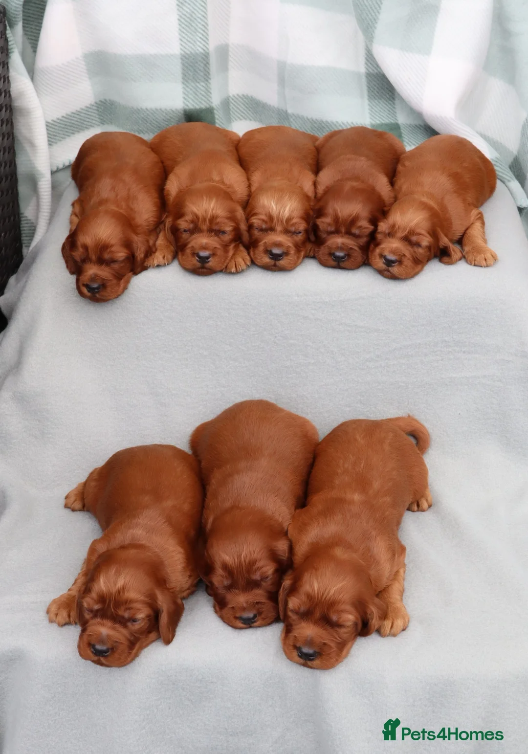 Irish Setter dogs for sale: Confident loving Irish Setter puppies  - Advert 2