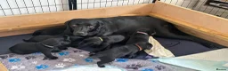 Labrador Retriever dogs for sale: Description  - Advert 27