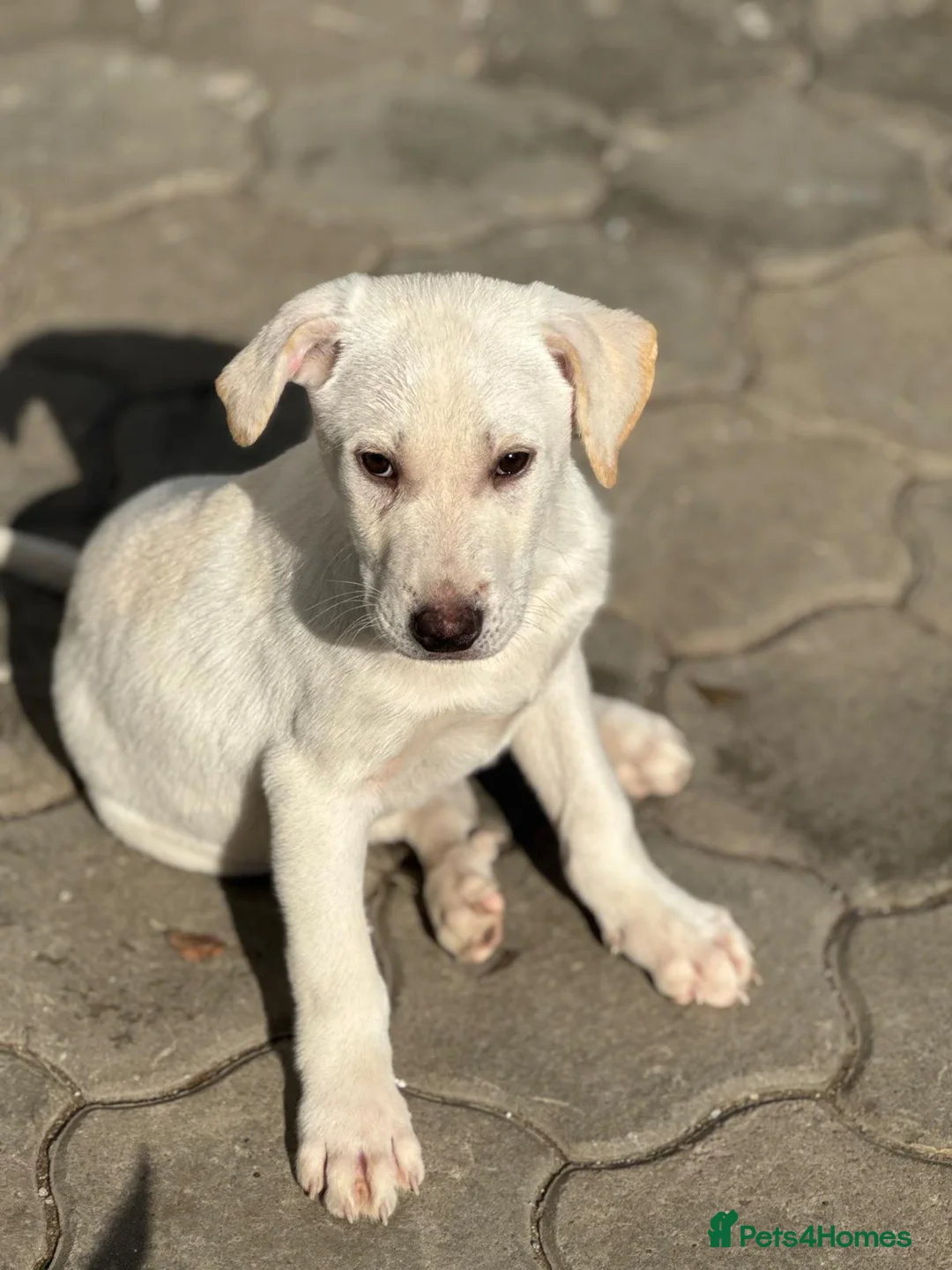 Mixed Breed dogs for adoption: 🐾 JACK – Gentle Soul with the Sweetest Eyes - Advert 17