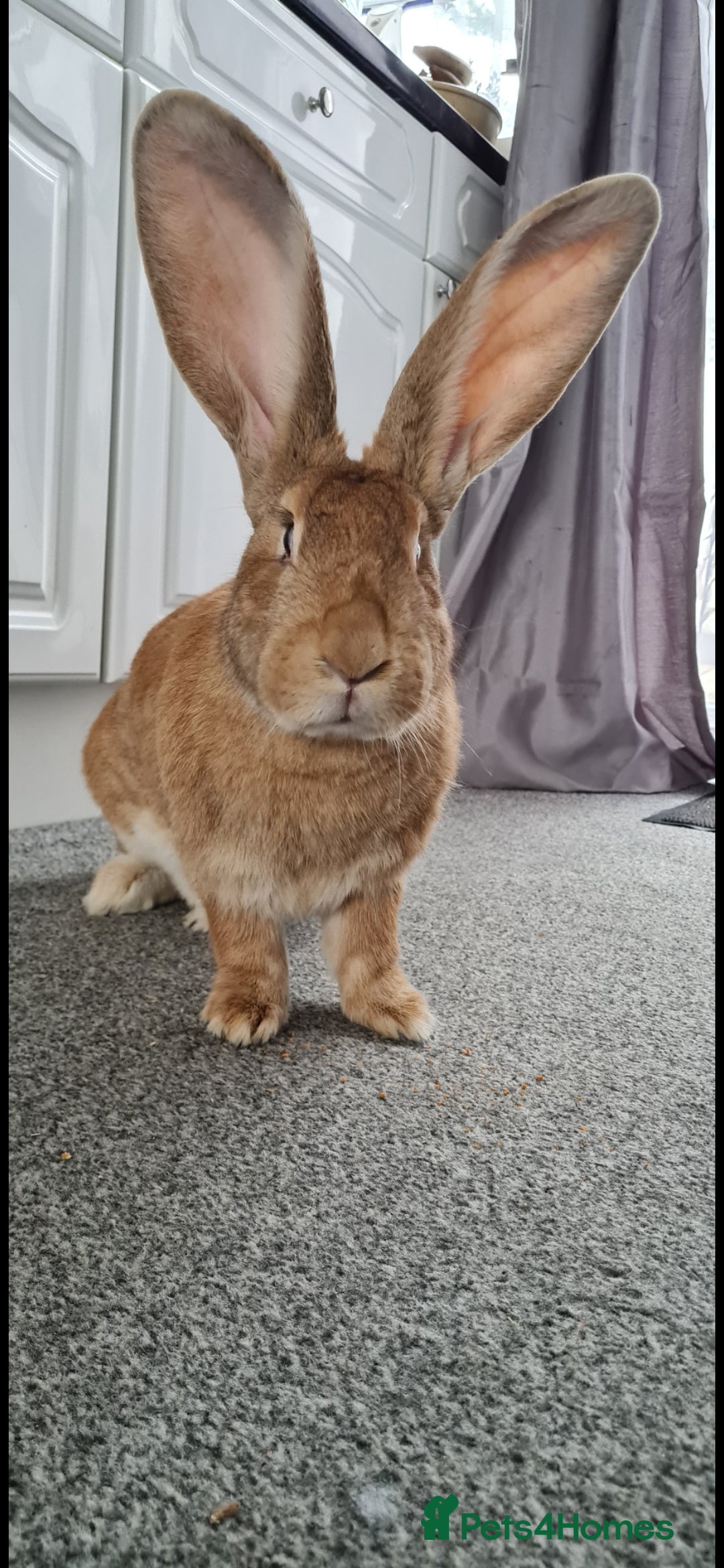 Continental Giant rabbits for sale: Continental Giant looking for a new home.  - Advert 2