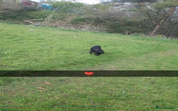 Mixed Breed dogs for sale: Needs a loving home  - Image 22
