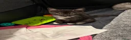 Ragdoll cats for sale: Ragdoll x kittens ready now in Bexhill-on-Sea - Advert 3