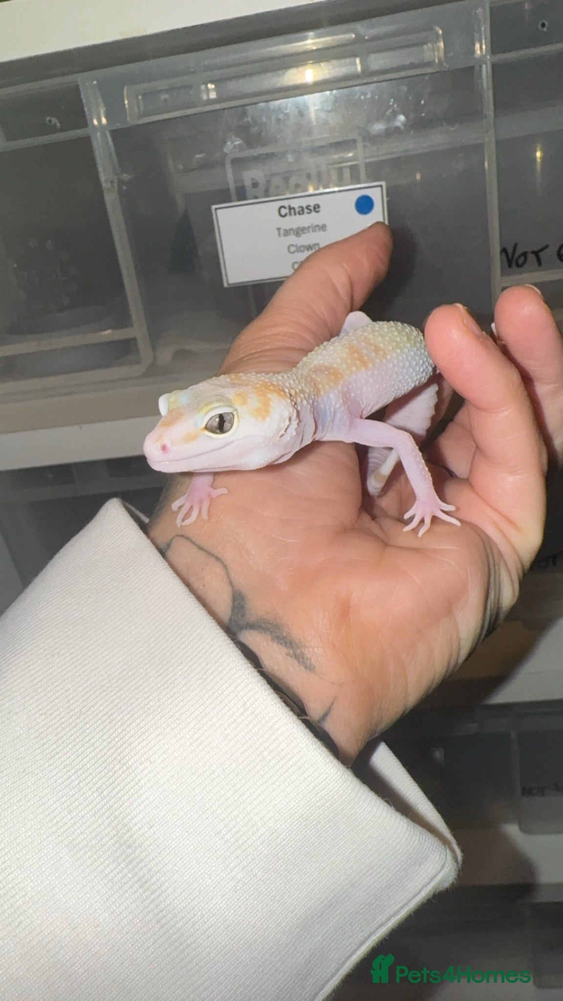 Leopard Gecko reptiles for sale: Female Mack Snow Tangerine Tremper  - Advert 2