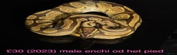 Python Snake reptiles for sale: Various royals for sale. (Reduced)  - Advert 7