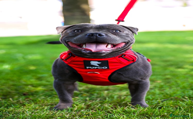 Staffordshire Bull Terrier dogs - Advert 1