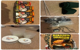 Bearded Dragon reptiles for sale: Complete bearded dragon / vivarium  - Image 17