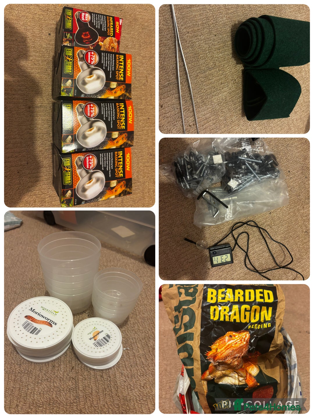 Bearded Dragon reptiles for sale: Complete bearded dragon / vivarium  - Image 17